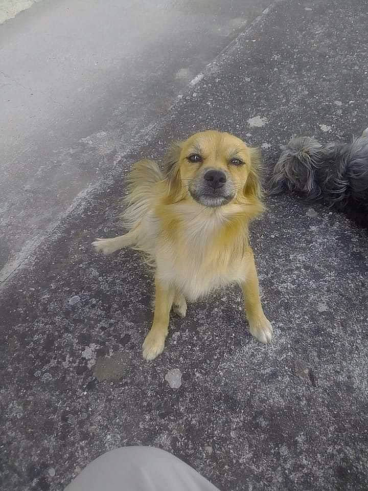 Cheyenne a rejoint le concours — aidez-le/la à gagner de superbes lots ! ancient_dog_breeds, asphalt, canidae, carnivore, companion_dog, dog, dog_breed, fawn, fur, golden_retriever, paw, puppy, road, road_surface, snout, soil, sporting_group, tail, toy_dog, wildlife