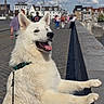 Archie a rejoint le concours — aidez-le/la à gagner de superbes lots ! dog, white_dog, fluffy, pet, animal, bridge, historic_bridge, city, urban, street, railing, leash, collar, outdoor, daylight, clouds, blue_sky, people, architecture, travel