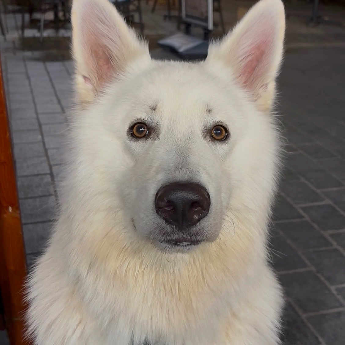 Archie