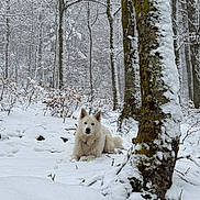 Archie a rejoint le concours — aidez-le/la à gagner de superbes lots ! dog, white_dog, fluffy, snow, snowy_forest, winter, outdoors, woodland, trees, tree_trunk, moss, nature, animal, pet, sitting, looking_at_camera, fur, snowdrifts, forest_floor, portrait