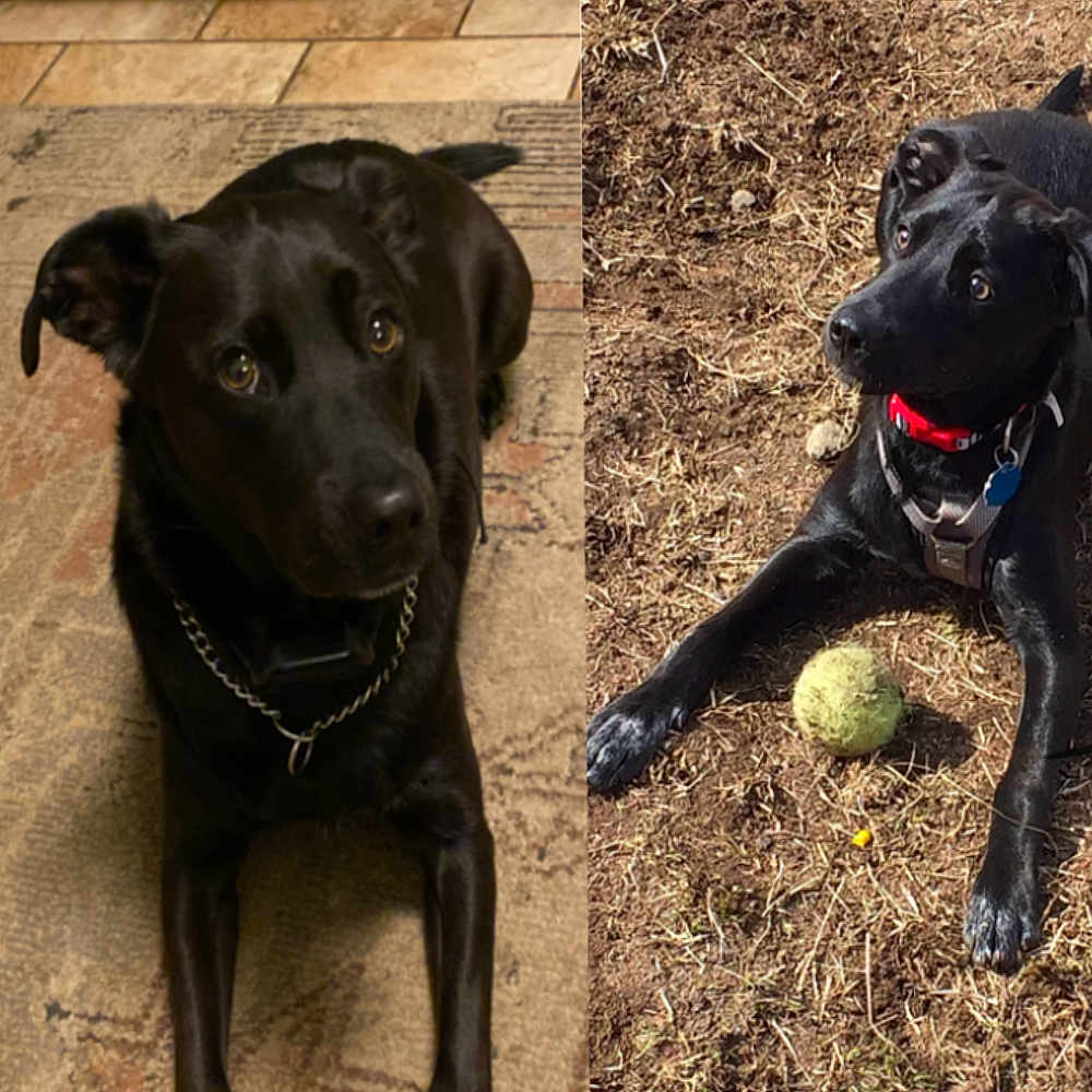 Cooper is registered to the contest to win money with this photo: animal, ball, canine, dog, football, grass, hound, labradorretriever, pet, plant, pointer, puppy, rock, soccer, soccerball, soil, sphere, sport, tennis, tennisball