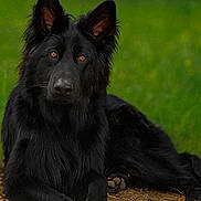 Volf a rejoint le concours — aidez-le/la à gagner de superbes lots ! dog, black_dog, animal, outdoor, grass, forest_floor, lying_down, portrait, pet, canine, fur, ears, eyes, nature, muzzle, paw, relaxed, alert, close_up, wildlife