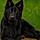 Volf