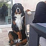 dog, bernese_mountain_dog, sitting, paw, chair, table, person, floor, indoor, tile, furniture, pet, animal, black, white, brown, fur, casual, relaxed, waiting
