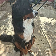 Vaïko a rejoint le concours — aidez-le/la à gagner de superbes lots ! dog, bernese_mountain_dog, sitting, outdoor, patio, hammock, shadow, sunlight, tile_floor, fur, black_fur, white_fur, brown_fur, pet, animal, canine, garden, relaxing, looking_away, peaceful