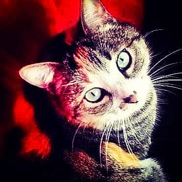 Mia participe au concours pour gagner de l'argent avec cette photo : art, carnivore, cat, darkness, domestic_short_haired_cat, felidae, fur, grass, love, mammal, night, paw, photo_caption, plant, small_to_medium_sized_cats, snout, square, vertebrate, whiskers, window