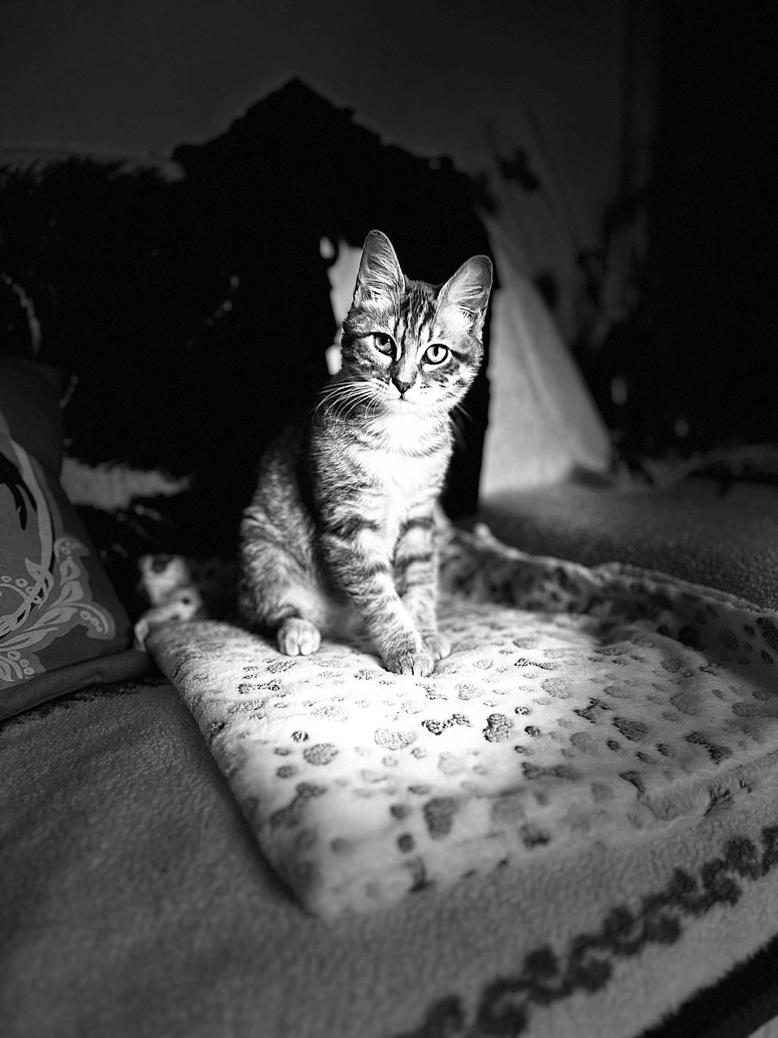Moon a rejoint le concours — aidez-le/la à gagner de superbes lots ! black_and_white, carnivore, cat, claw, comfort, darkness, domestic_short_haired_cat, felidae, fur, grey, monochrome, monochrome_photography, paw, sitting, small_to_medium_sized_cats, snout, still_life_photography, style, whiskers, wildlife