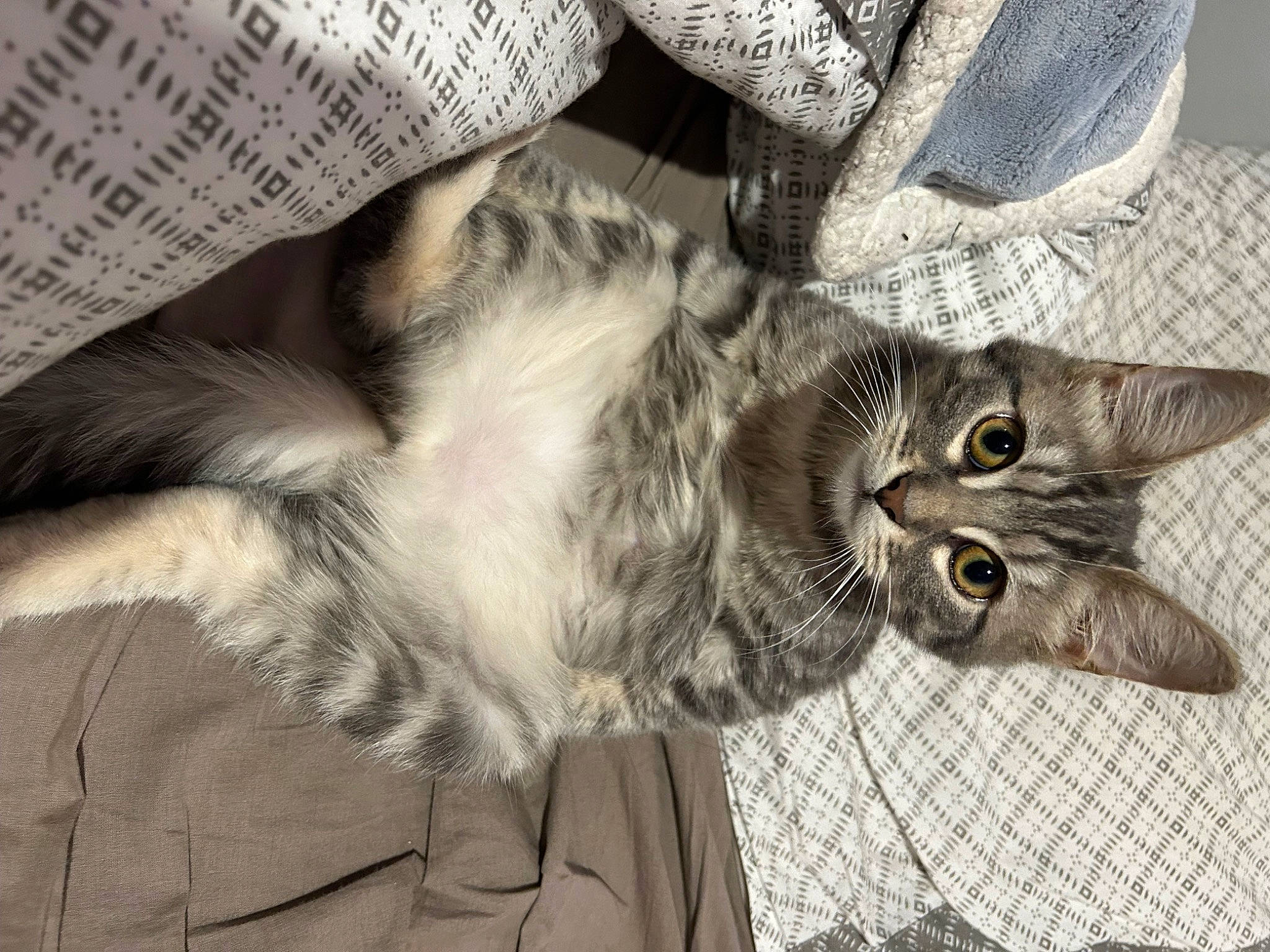 Moon a rejoint le concours — aidez-le/la à gagner de superbes lots ! black_cat, carnivore, cat, claw, comfort, domestic_short_haired_cat, felidae, fur, gesture, grey, hug, monochrome, monochrome_photography, paw, small_to_medium_sized_cats, snout, tail, whiskers