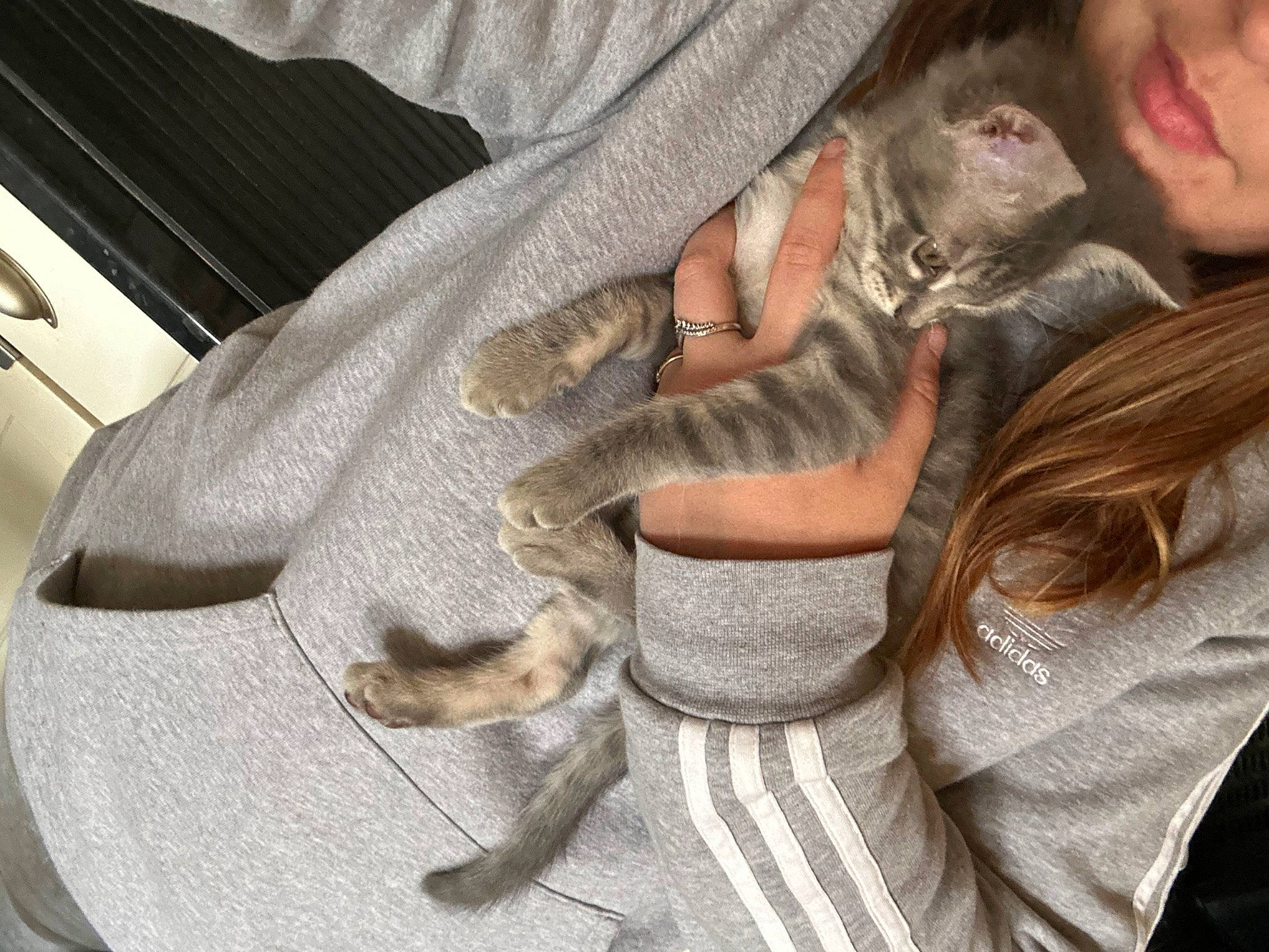 Moon participe au concours pour gagner de l'argent avec cette photo : carnivore, cat, claw, comfort, domestic_short_haired_cat, fawn, felidae, fur, gesture, grey, human_leg, lap, linens, nail, paw, sitting, small_to_medium_sized_cats, tail, vehicle_door, whiskers