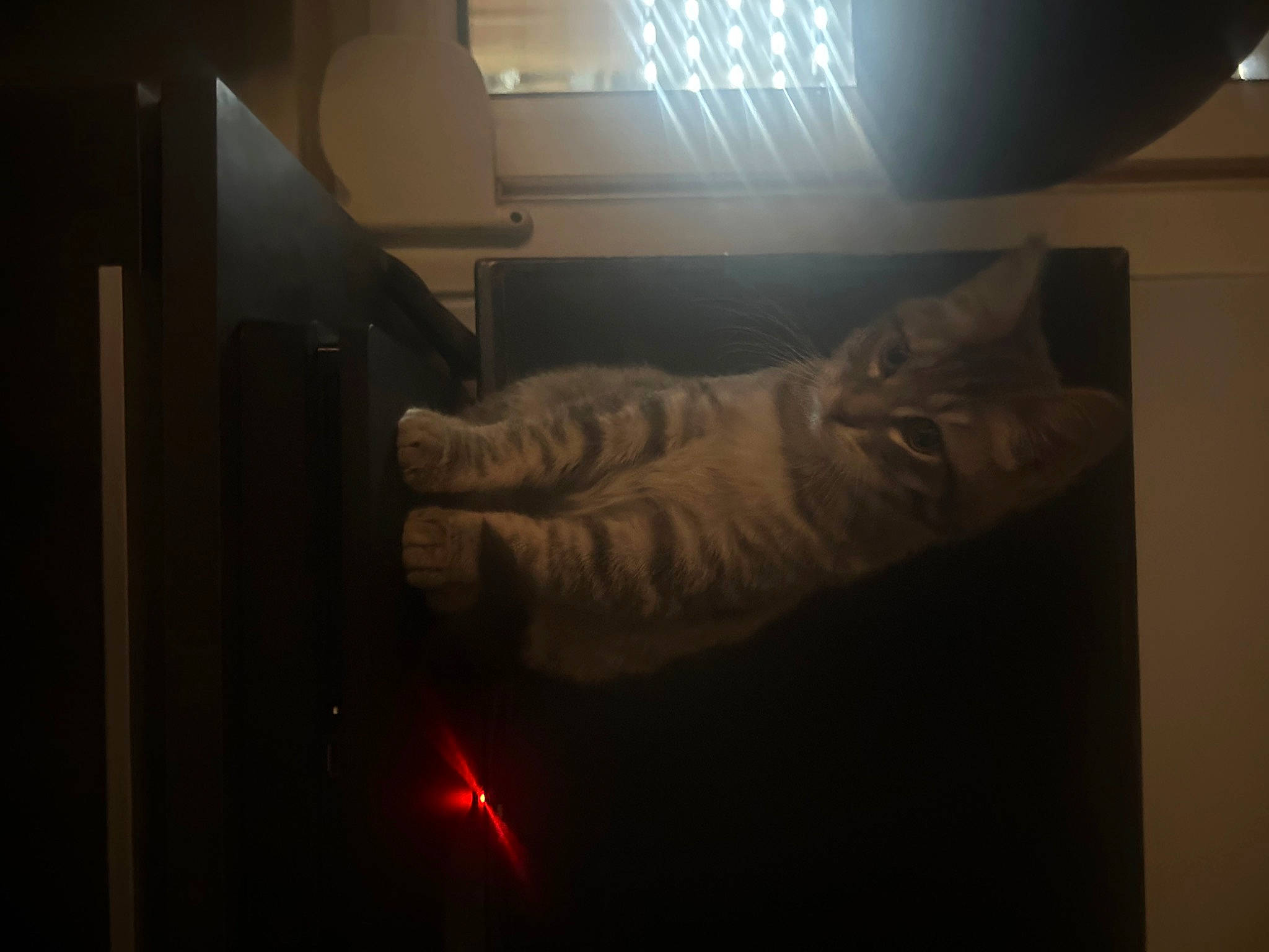 Moon a rejoint le concours — aidez-le/la à gagner de superbes lots ! art, automotive_lighting, carmine, ceiling, darkness, felidae, flooring, gas, night, personal_protective_equipment, room, sky, space, tints_and_shades, visual_arts, whiskers