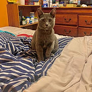 Puma is registered to the contest to win money with this photo: cat, gray_cat, bed, blanket, striped_blanket, furniture, dresser, shelf, bottles, indoor, pet, animal, curious, sitting, cozy, room, wooden, container, domestic, cute