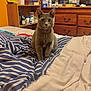 cat, gray_cat, bed, blanket, striped_blanket, furniture, dresser, shelf, bottles, indoor, pet, animal, curious, sitting, cozy, room, wooden, container, domestic, cute