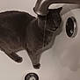 cat, bathtub, water, faucet, drip, pet, animal, indoor, curious, gray_cat, sink, plumbing, drain, bathroom, fur, whiskers, paw, standing, wet, domestic