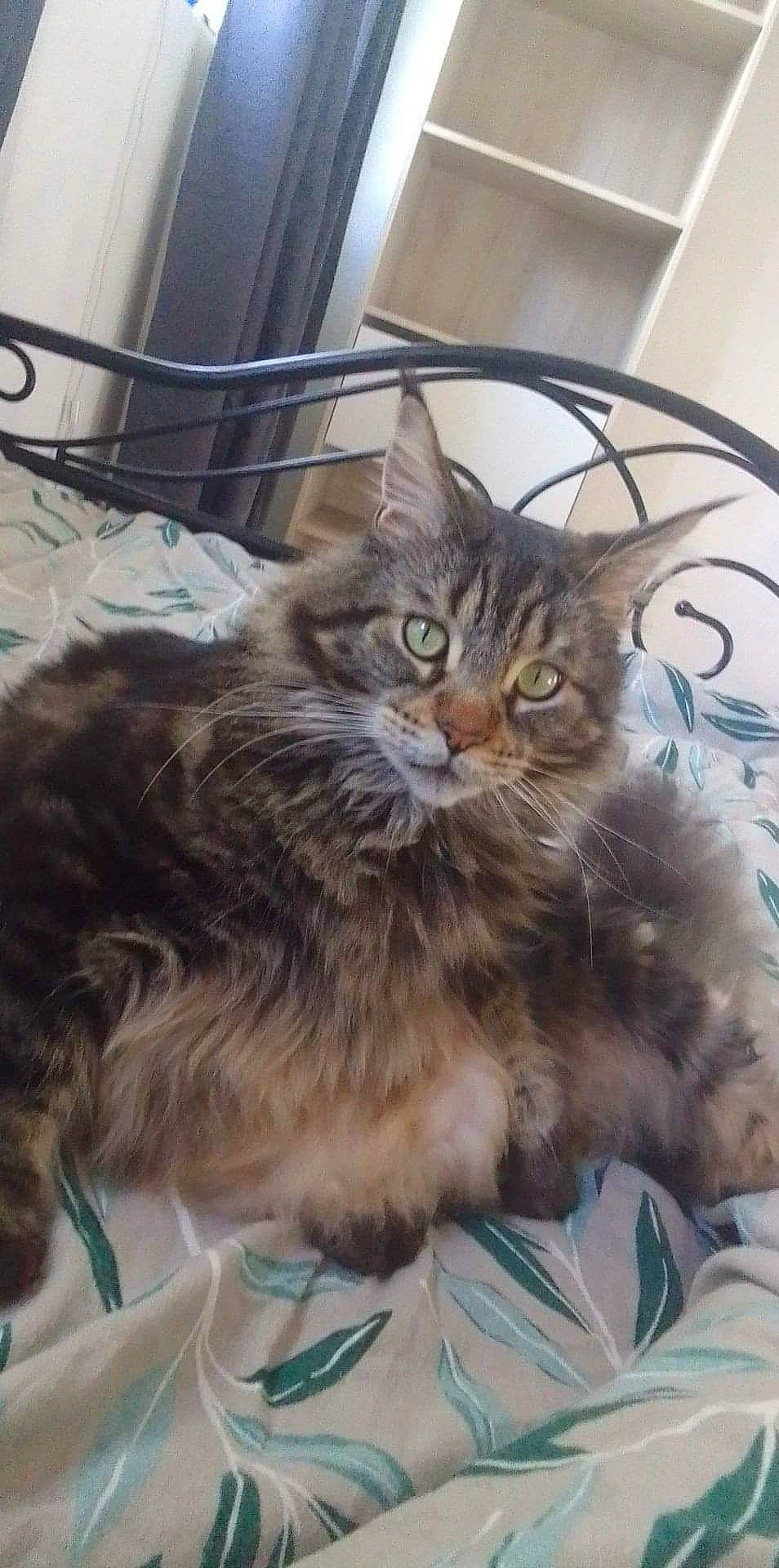 Oscar a rejoint le concours — aidez-le/la à gagner de superbes lots ! british_longhair, carnivore, cat, claw, comfort, domestic_short_haired_cat, fawn, felidae, fur, maine_coon, paw, siberian, small_to_medium_sized_cats, snout, tail, terrestrial_animal, whiskers