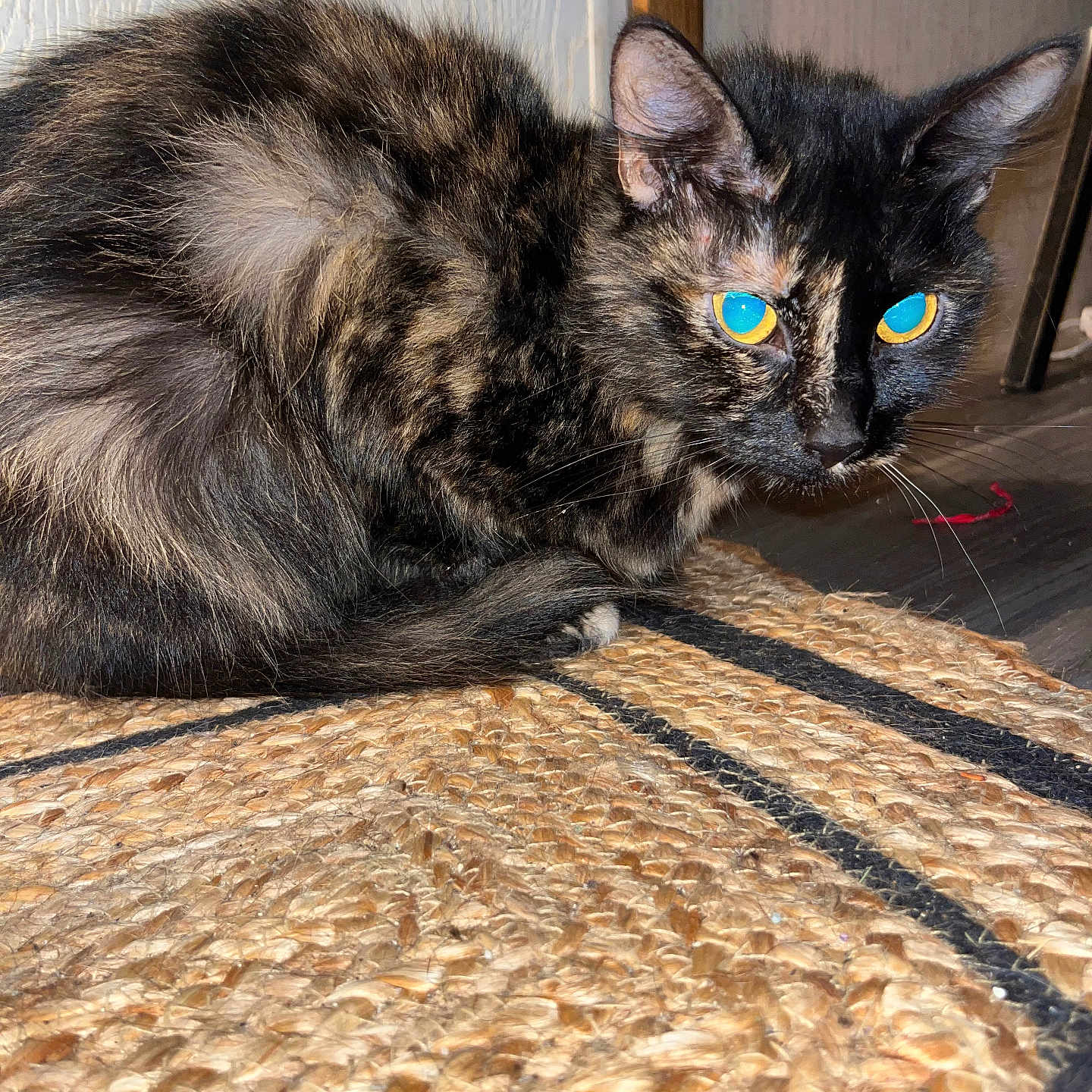 Wicket Mora is registered to the contest to win money with this photo: animal, cat, closeup, cozy, curled_up, cute, domestic, ears, eyes, feline, floor, fur, indoor, pet, resting, rug, tortoiseshell, whiskers, wooden_floor, woven
