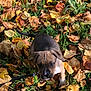 puppy, dog, leash, autumn, leaves, outdoor, grass, nature, brown, yellow, cute, pet, young, animal, fall, seasonal, playful, canine, small, curious