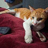 Zo participe au concours pour gagner de l'argent avec cette photo : cat, orange_cat, white_cat, lying_down, lounging, pet, feline, whiskers, ears, paws, green_eyes, fur, striped_fur, couch, blanket, remote_control, indoor, home, close_up, relaxed