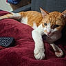 cat, orange_cat, white_cat, lying_down, lounging, pet, feline, whiskers, ears, paws, green_eyes, fur, striped_fur, couch, blanket, remote_control, indoor, home, close_up, relaxed