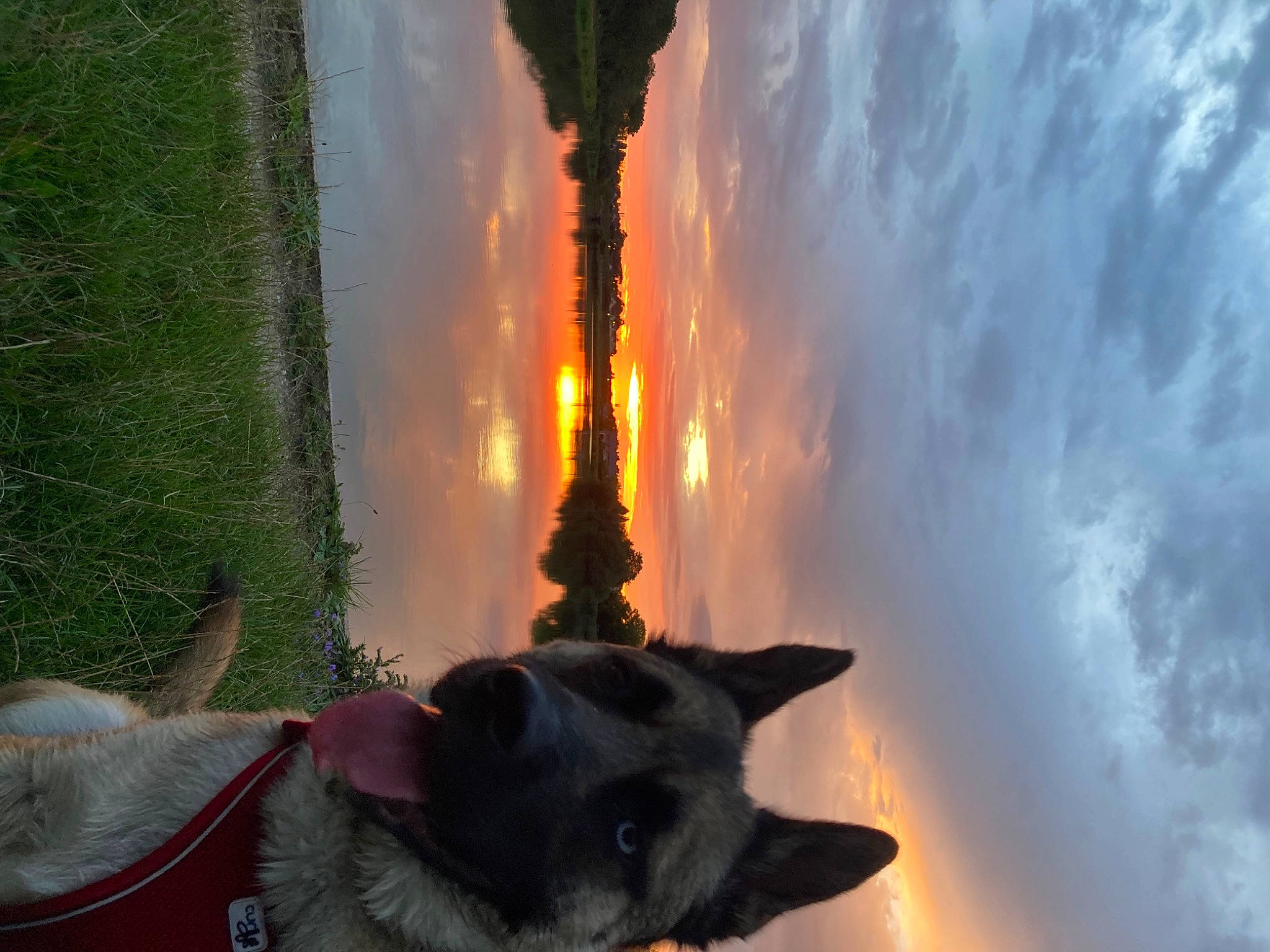 Snow participe au concours pour gagner de l'argent avec cette photo : carnivore, cloud, companion_dog, dog, dog_breed, evening, event, fire, flame, gas, heat, lens_flare, plant, sky, smoke, tail, tints_and_shades, tree, water, working_dog