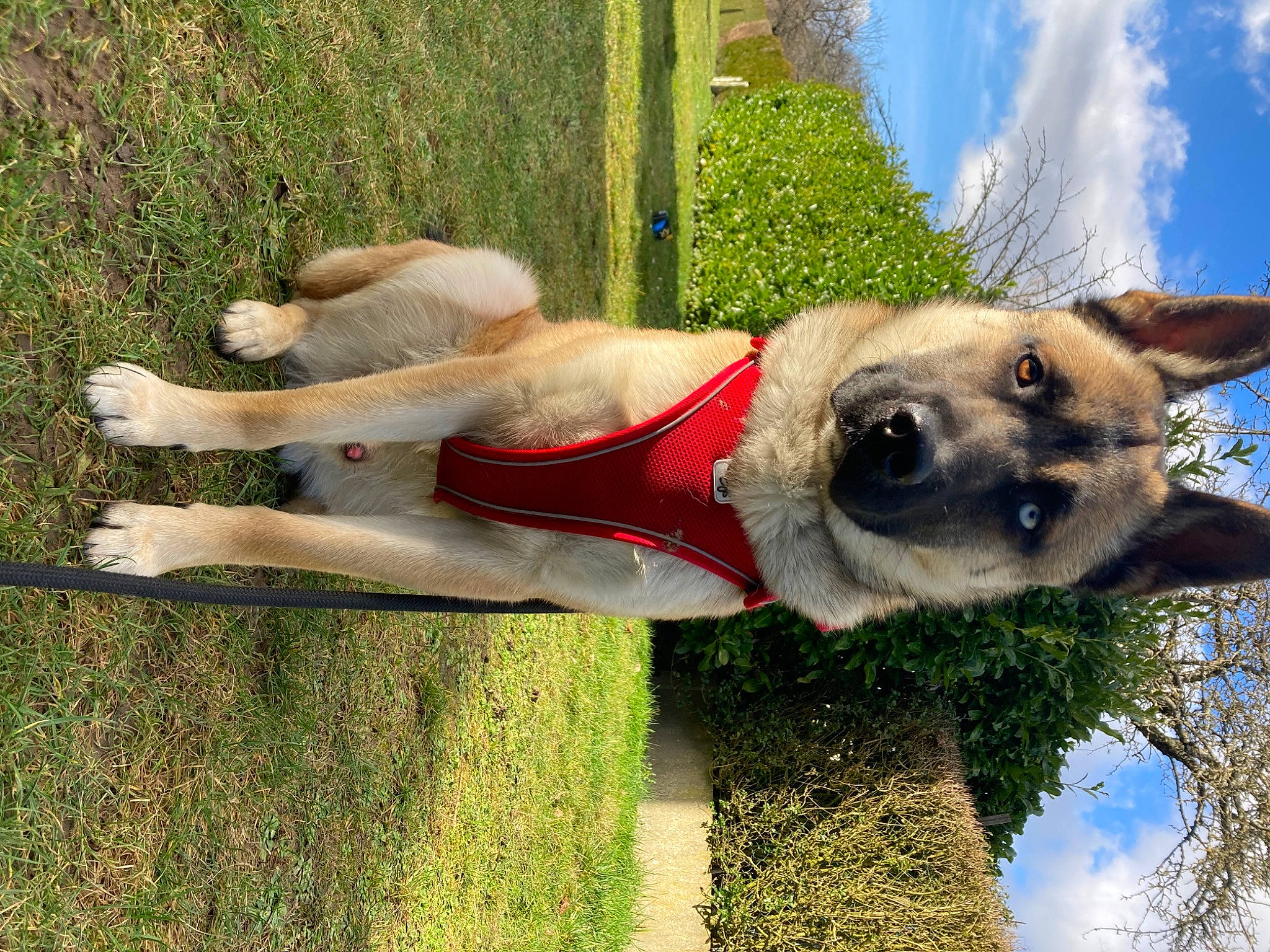 Snow a rejoint le concours — aidez-le/la à gagner de superbes lots ! canidae, carnivore, cloud, collar, companion_dog, dog, dog_breed, dog_collar, dog_supply, fawn, giant_dog_breed, grass, plant, sky, snout, sporting_group, tail, tree, water, working_animal