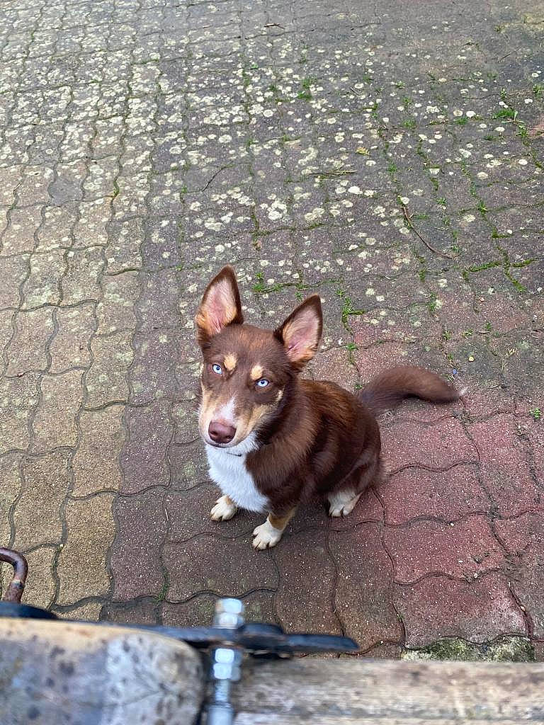 Tanouki a rejoint le concours — aidez-le/la à gagner de superbes lots ! ancient_dog_breeds, canidae, carnivore, collar, companion_dog, dog, dog_breed, dog_sports, fawn, non_sporting_group, road_surface, snout, sporting_group, street_dog, tail, terrestrial_animal, toy_dog, whiskers, wood, working_animal