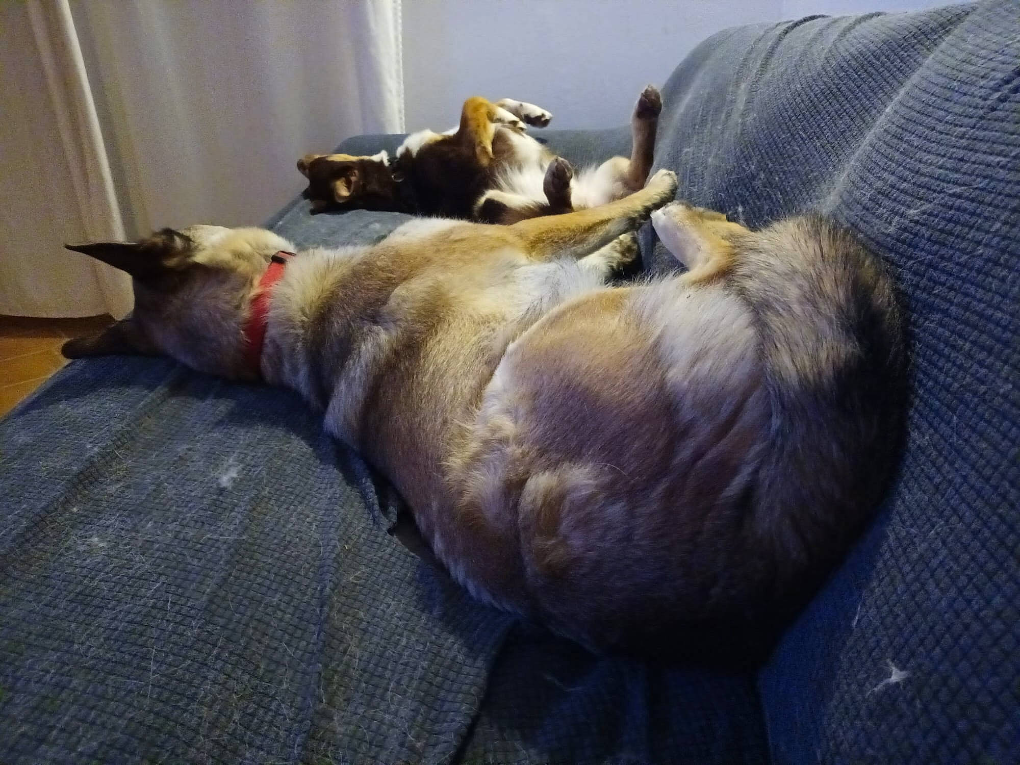 Tanouki a rejoint le concours — aidez-le/la à gagner de superbes lots ! carnivore, collar, comfort, companion_dog, curtain, dog, dog_breed, fawn, felidae, fur, guard_dog, linens, nap, scottish_fold, small_to_medium_sized_cats, snout, sporting_group, tail, terrestrial_animal, whiskers