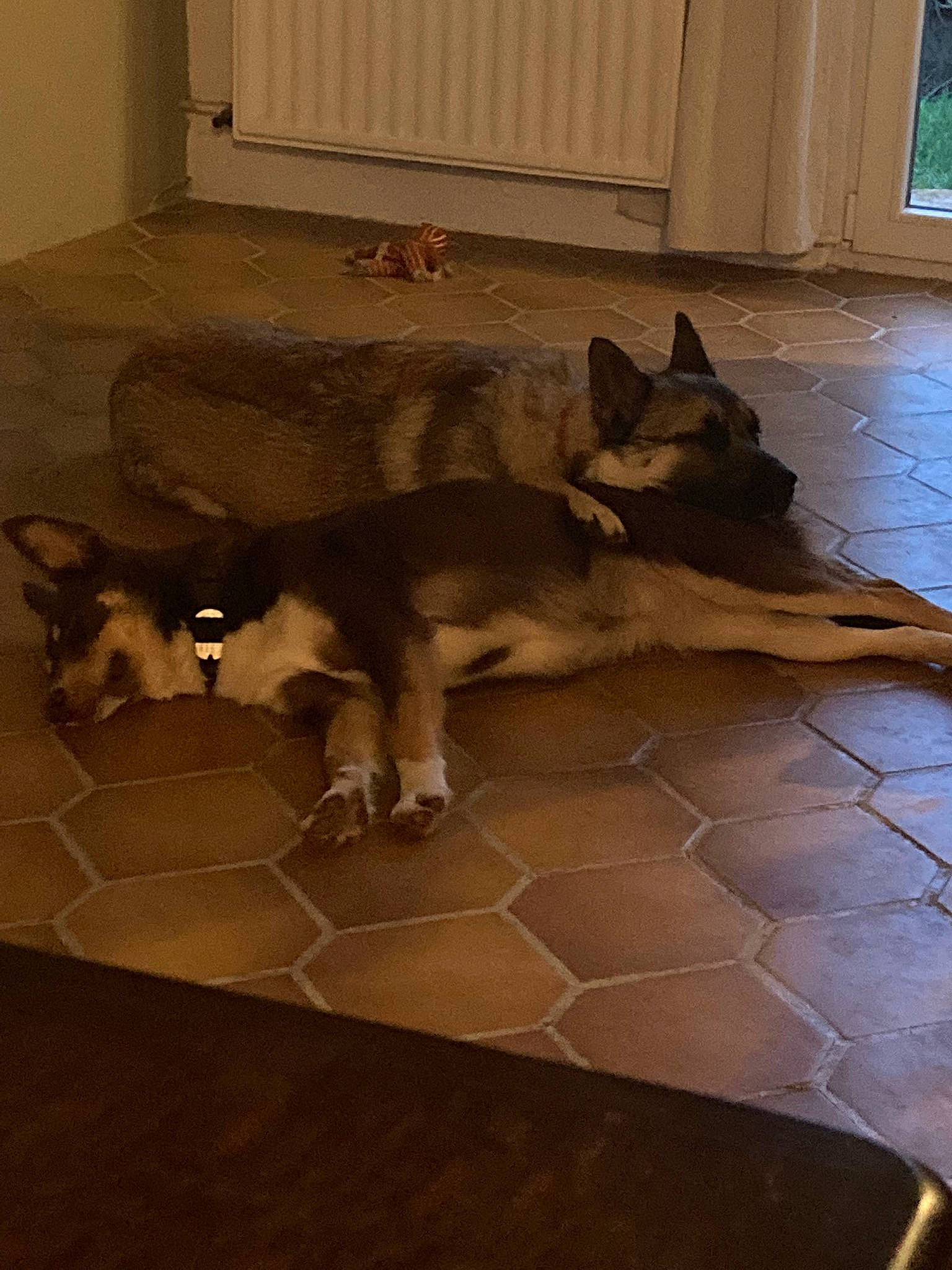 Tanouki participe au concours pour gagner de l'argent avec cette photo : brown, canidae, carnivore, companion_dog, dog, dog_breed, door, fawn, felidae, floor, flooring, hardwood, home_door, small_to_medium_sized_cats, snout, sporting_group, tail, window, wood, wood_flooring