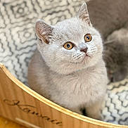 Alpha a rejoint le concours — aidez-le/la à gagner de superbes lots ! cat, kitten, pet, close_up, portrait, fluffy, curious, indoor, basket, wooden_box, pattern_rug, whiskers, ears, golden_eyes, fur, sitting, domestic_animal, soft, cute, young