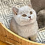 cat, kitten, pet, close_up, portrait, fluffy, curious, indoor, basket, wooden_box, pattern_rug, whiskers, ears, golden_eyes, fur, sitting, domestic_animal, soft, cute, young