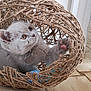 kitten, cat, pet, indoor, playful, paw, whiskers, collar, id_tag, rope_basket, woven_basket, toy_ball, curious, gray_fur, close_up, portrait, floor_tiles, wooden_floor, crouching, soft_light