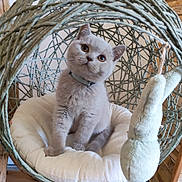 Alpha a rejoint le concours — aidez-le/la à gagner de superbes lots ! kitten, cat, pet, sitting, hanging_chair, woven, rattan, cushion, plush_toy, toy, collar, curious, eyes, whiskers, paw, cozy, indoor, wooden_letters, alpha, furniture