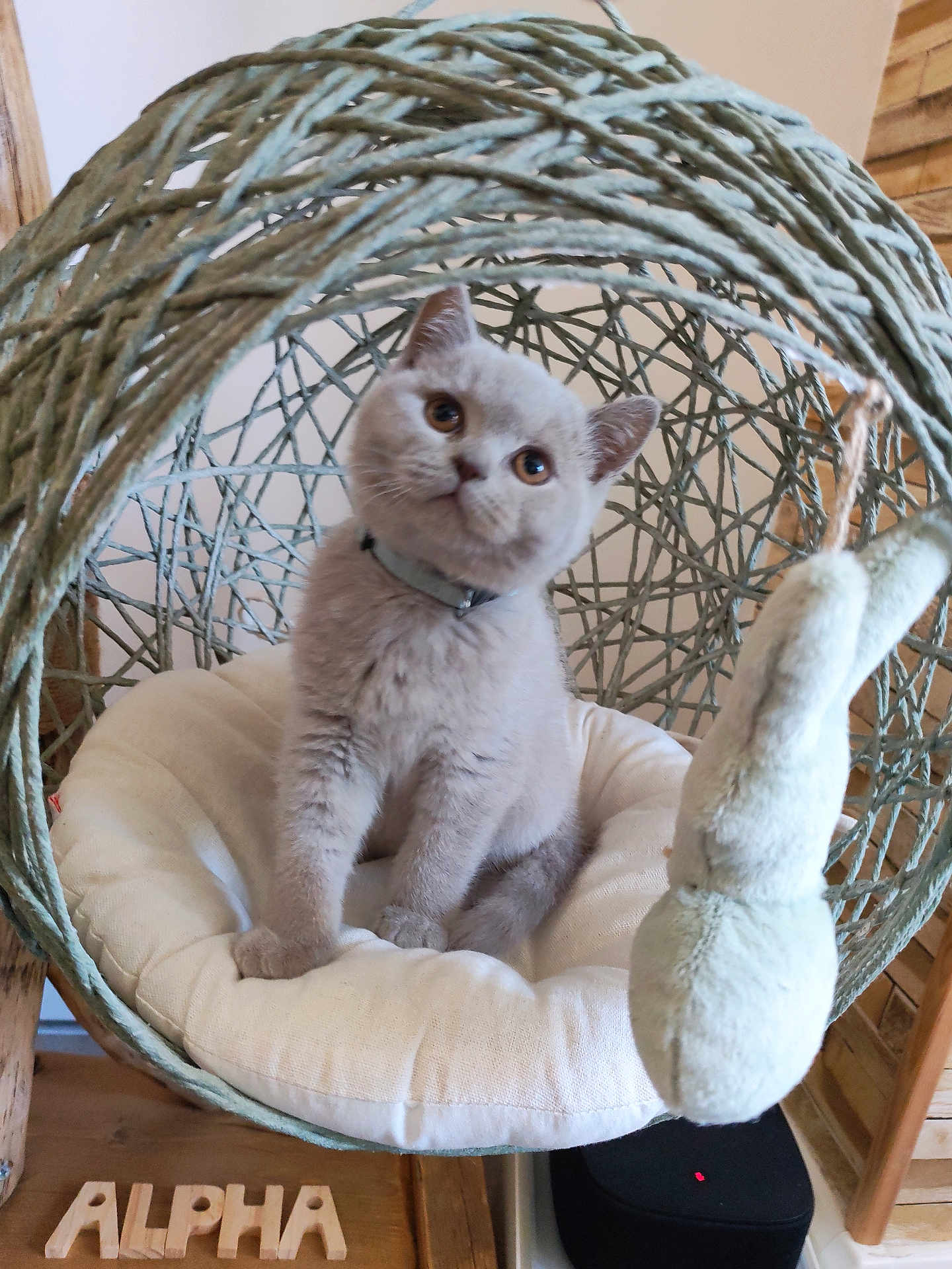 Alpha a rejoint le concours — aidez-le/la à gagner de superbes lots ! kitten, cat, pet, sitting, hanging_chair, woven, rattan, cushion, plush_toy, toy, collar, curious, eyes, whiskers, paw, cozy, indoor, wooden_letters, alpha, furniture