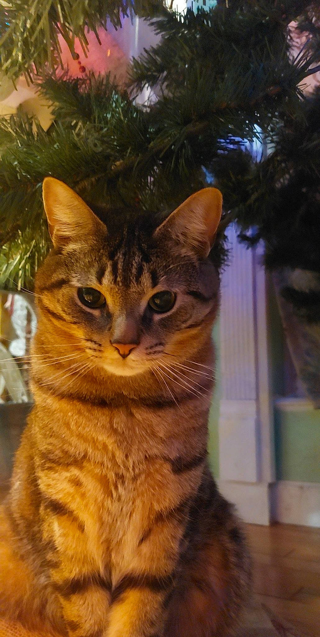Gray is registered to the contest to win money with this photo: carnivore, cat, christmas_tree, conifer, domestic_short_haired_cat, event, eye, fawn, felidae, fur, paw, plant, small_to_medium_sized_cats, snout, tail, terrestrial_animal, tree, whiskers, wildlife, wood