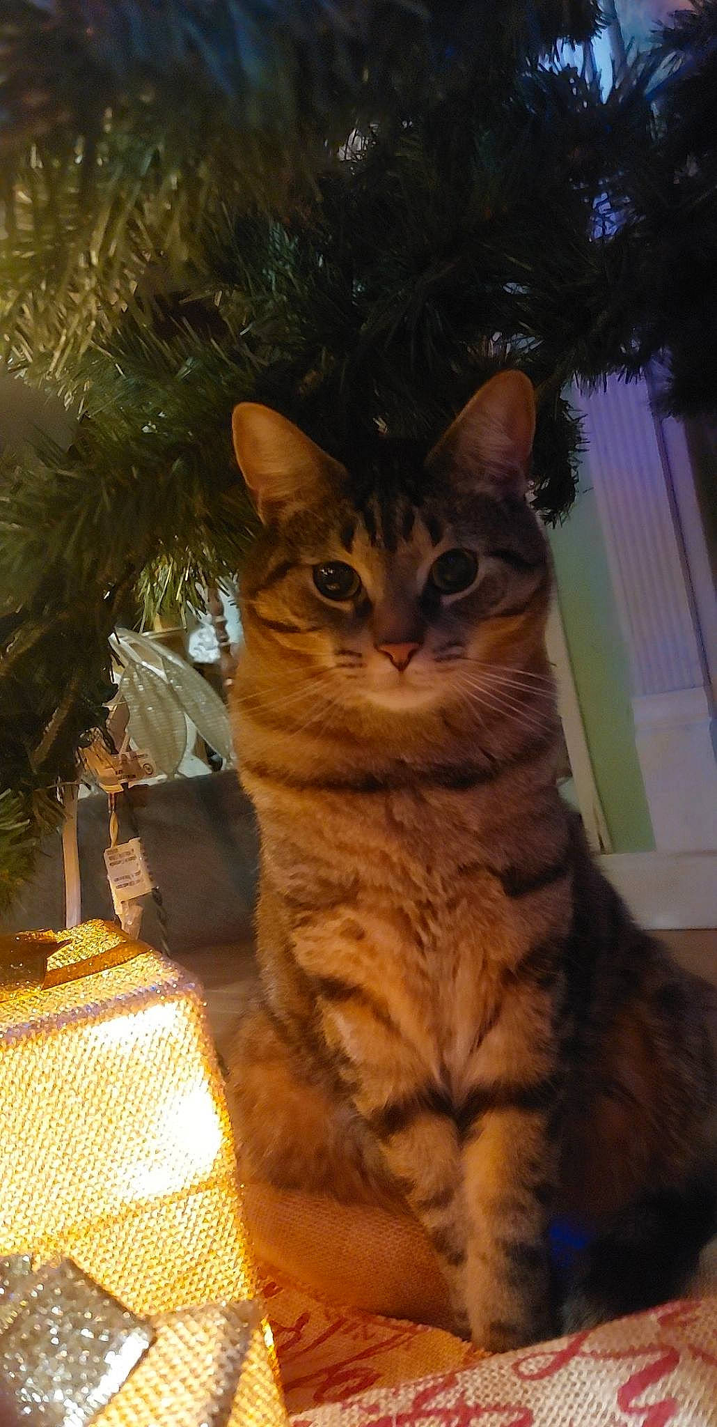 Gray joined the competition — help win amazing prizes! carnivore, cat, christmas_tree, conifer, domestic_short_haired_cat, event, fawn, felidae, fur, grass, holiday, paw, plant, small_to_medium_sized_cats, snout, tail, terrestrial_animal, tree, whiskers, wood