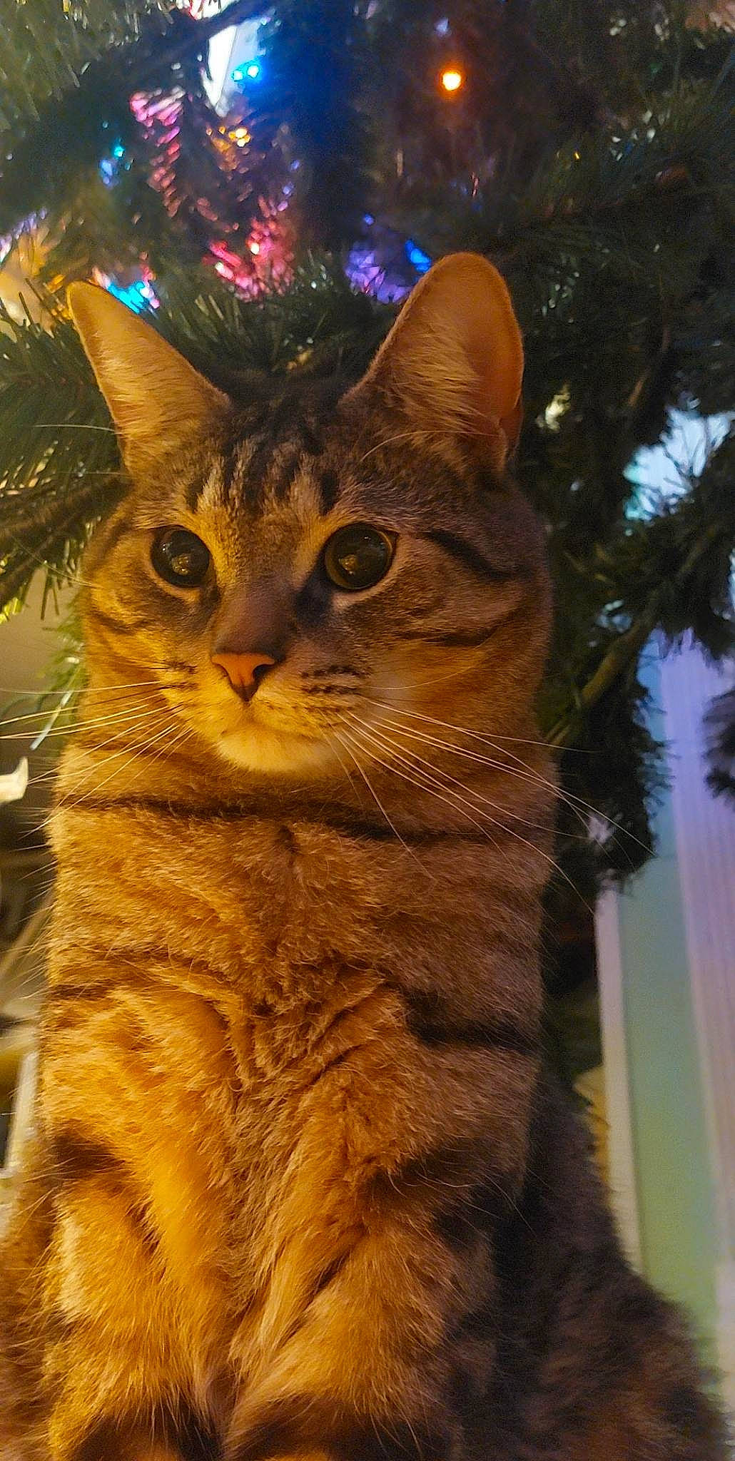 Gray is registered to the contest to win money with this photo: carnivore, cat, christmas_ornament, christmas_tree, conifer, domestic_short_haired_cat, event, fawn, felidae, fur, grass, holiday, interior_design, plant, small_to_medium_sized_cats, tail, terrestrial_animal, tree, whiskers, wood