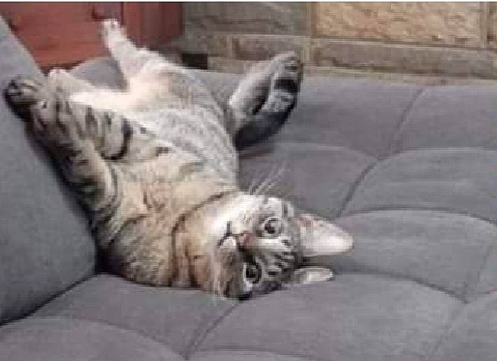 Gray is registered to the contest to win money with this photo: carnivore, cat, comfort, couch, domestic_short_haired_cat, felidae, flooring, fur, grey, mammal, paw, small_to_medium_sized_cats, snout, tail, terrestrial_animal, vertebrate, whiskers