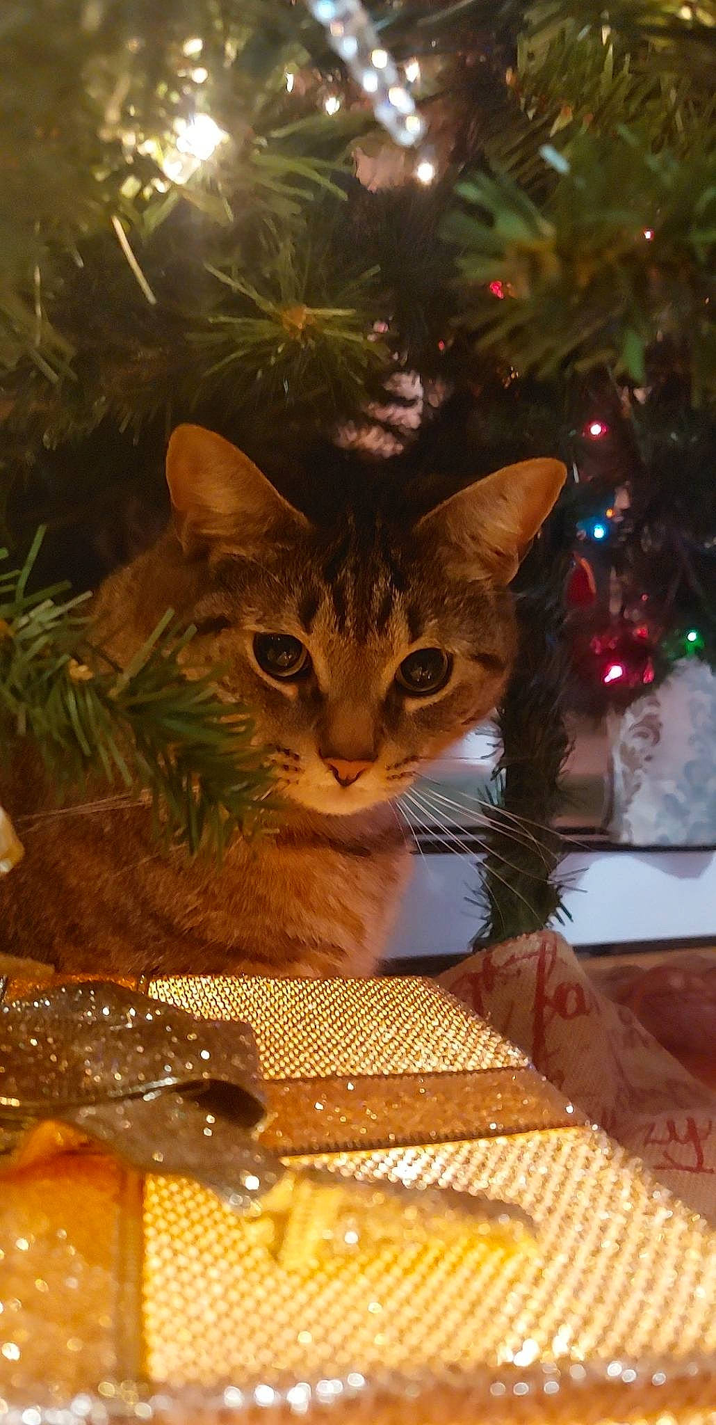 Gray joined the competition — help win amazing prizes! carnivore, cat, christmas, christmas_decoration, christmas_ornament, christmas_tree, conifer, domestic_short_haired_cat, event, fawn, felidae, holiday, holiday_ornament, light, ornament, plant, small_to_medium_sized_cats, tree, whiskers, wood