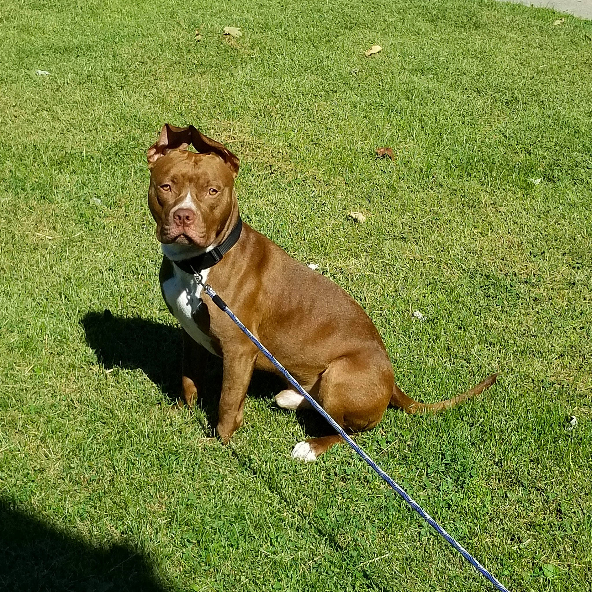 Cyrus joined the competition — help win amazing prizes! american_pit_bull_terrier, american_staffordshire_terrier, canidae, carnivore, companion_dog, dog, dog_breed, dog_walking, fawn, grass, lawn, leash, mammal, non_sporting_group, pit_bull, plant, sporting_group, staffordshire_bull_terrier, vertebrate