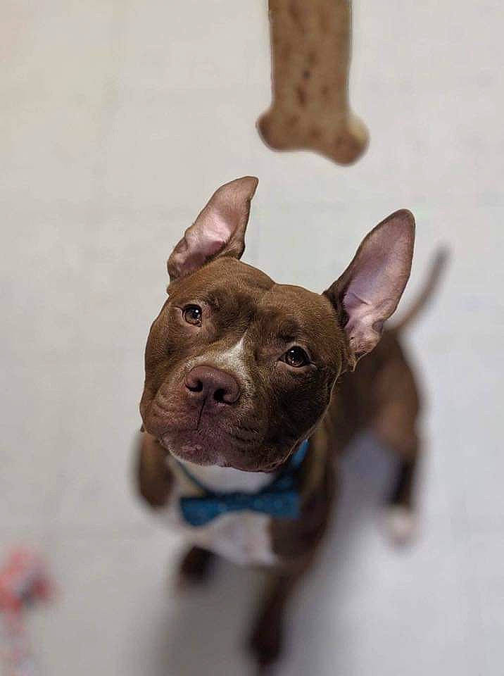Cyrus joined the competition — help win amazing prizes! boston_terrier, canidae, carnivore, companion_dog, dog, dog_breed, dog_collar, ear, eye, fawn, french_bulldog, mammal, non_sporting_group, pit_bull, puppy, rare_breed_dog, snout, sporting_group, vertebrate, whiskers