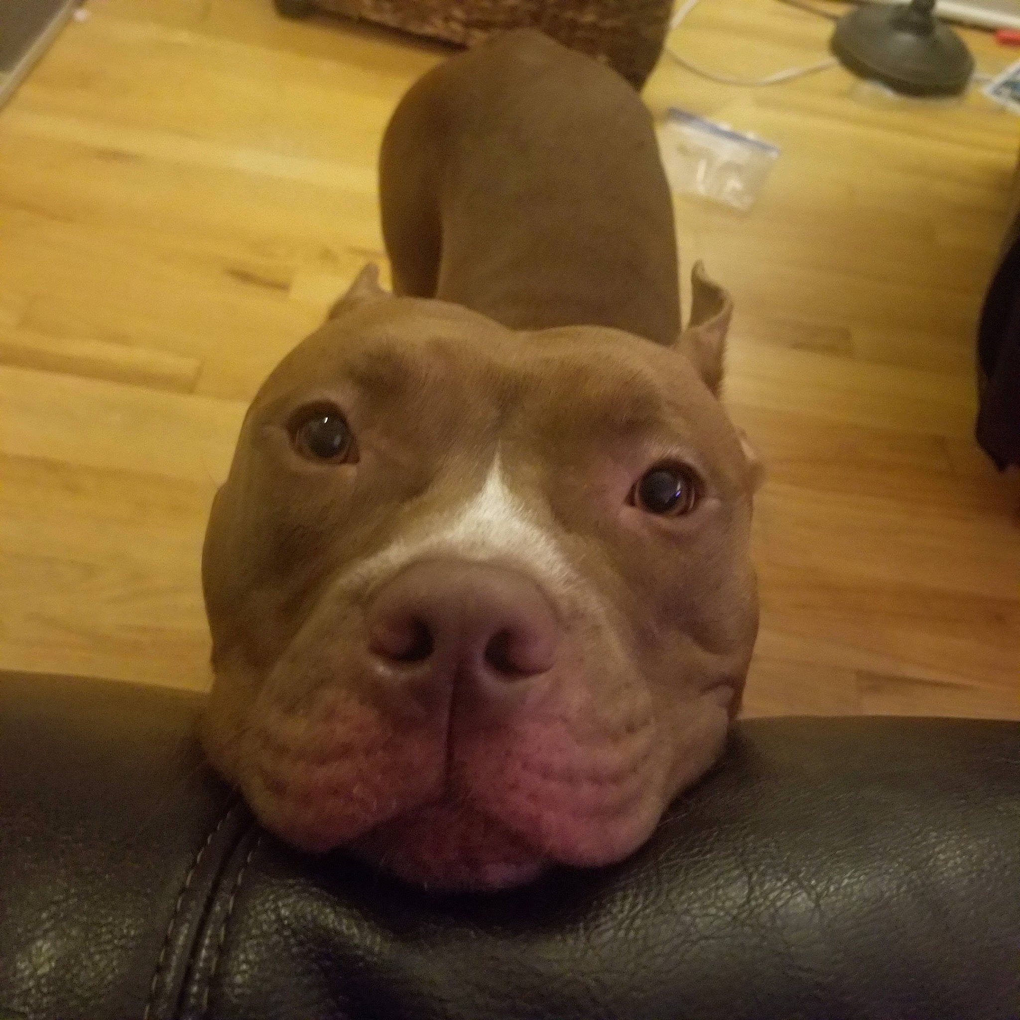 Cyrus is registered to the contest to win money with this photo: american_pit_bull_terrier, american_staffordshire_terrier, canidae, carnivore, companion_dog, dog, dog_breed, ear, fawn, head, mammal, non_sporting_group, nose, pit_bull, skin, snout, sporting_group, staffordshire_bull_terrier, vertebrate, whiskers