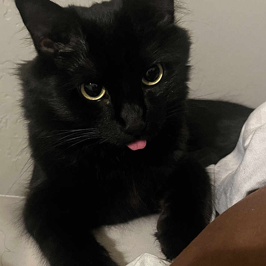 Luna joined the competition — help win amazing prizes! cat, black_cat, fluffy, pet, animal, portrait, indoor, bed, bedroom, bedding, blanket, black_fur, yellow_eyes, pink_tongue, sitting, front_view, cute, playful, domestic_animal, photography