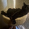 Luna joined the competition — help win amazing prizes! cat, black_cat, fluffy, furry, pet, animal, sleeping, lounging, relaxed, upside_down, paw, tail, whiskers, ears, indoor, home, cat_tree, carpeted_perch, laundry, textured_wall