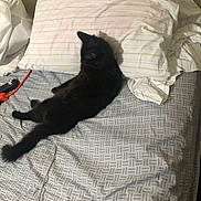 Luna is registered to the contest to win money with this photo: cat, black_cat, pet, animal, bed, bedroom, pillow, bedsheet, bedding, indoors, home, relaxing, lying_down, sitting, long_tail, fur, dark_fur, patterned_fabric, cozy, sleeping_area