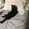 cat, black_cat, pet, animal, bed, bedroom, pillow, bedsheet, bedding, indoors, home, relaxing, lying_down, sitting, long_tail, fur, dark_fur, patterned_fabric, cozy, sleeping_area