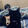 Luna joined the competition — help win amazing prizes! cat, black_cat, dog_sticker, bed, blanket, bedroom, collar, fluffy, sitting, pet, animal, indoor, home, bedding, patterned_blanket, fan, mirror, portrait, cute, funny