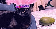Luna joined the competition — help win amazing prizes! cat, black_cat, pet, animal, feathers, crown, costume, bed, bedroom, blankets, bedding, avocado, sparkles, pink, black, cozy, indoor, portrait, lying_down, funny
