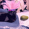 cat, black_cat, pet, animal, feathers, crown, costume, bed, bedroom, blankets, bedding, avocado, sparkles, pink, black, cozy, indoor, portrait, lying_down, funny