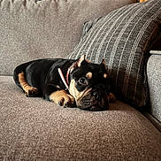 Marni Precious joined the competition — help win amazing prizes! puppy, dog, couch, indoor, pet, sleepy, cozy, brown, black, striped_pillow, resting, young_dog, collar, furniture, domestic_animal, canine, cute, animal, home, relaxing