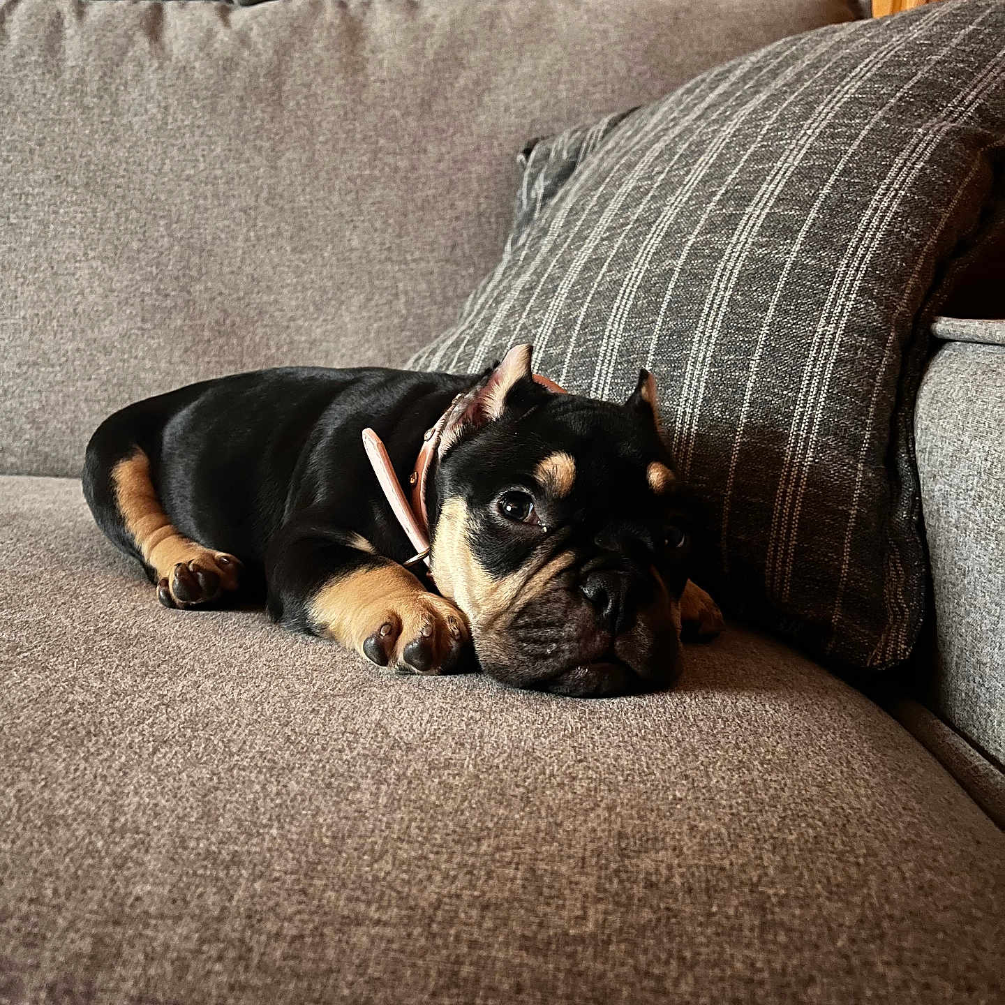 Marni Precious joined the competition — help win amazing prizes! animal, black, brown, canine, collar, couch, cozy, cute, dog, domestic_animal, furniture, home, indoor, pet, puppy, relaxing, resting, sleepy, striped_pillow, young_dog