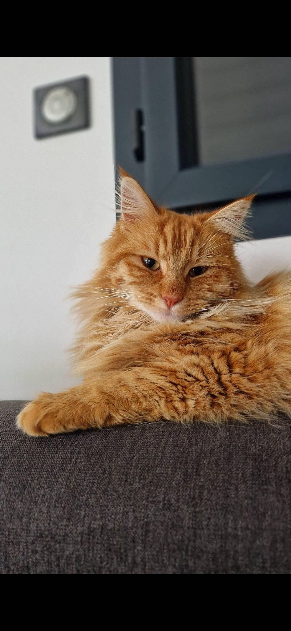 Loki a rejoint le concours — aidez-le/la à gagner de superbes lots ! carnivore, cat, claw, domestic_short_haired_cat, fawn, felidae, flooring, fur, paw, sitting, small_to_medium_sized_cats, snout, tail, whiskers, wood
